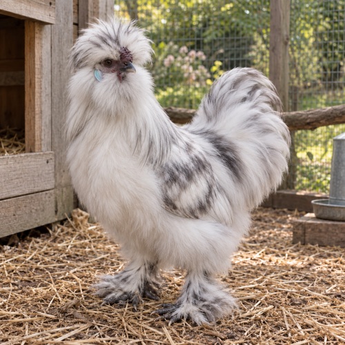 Storm Cloud, Splash Silkie rooster